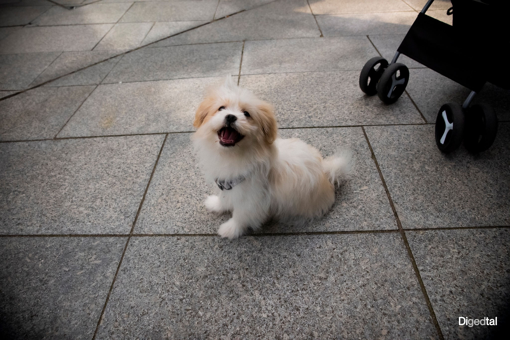 The Happiest Stranger